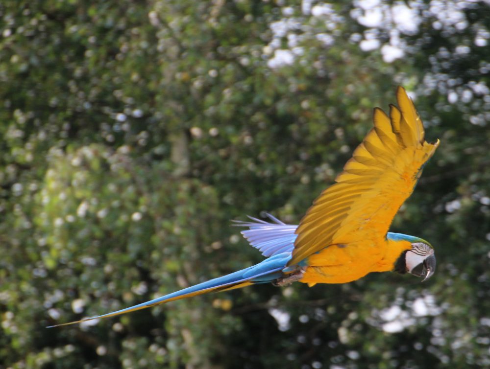 Photographing birds for amareurs