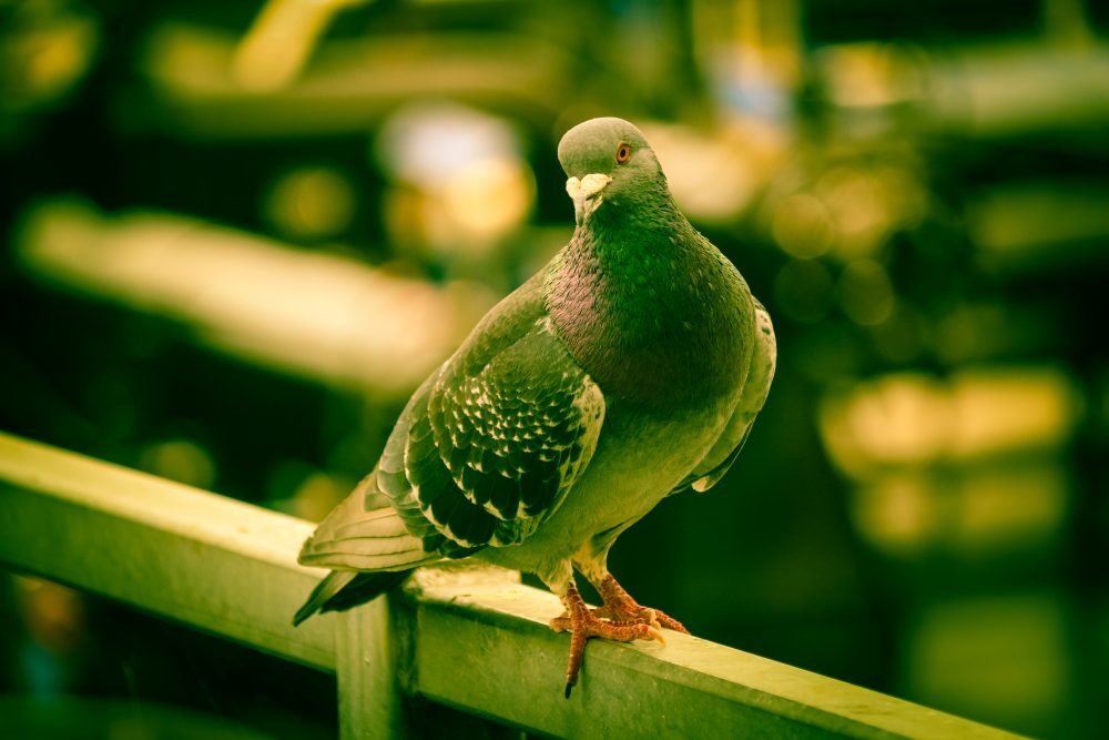 Photographing Birds