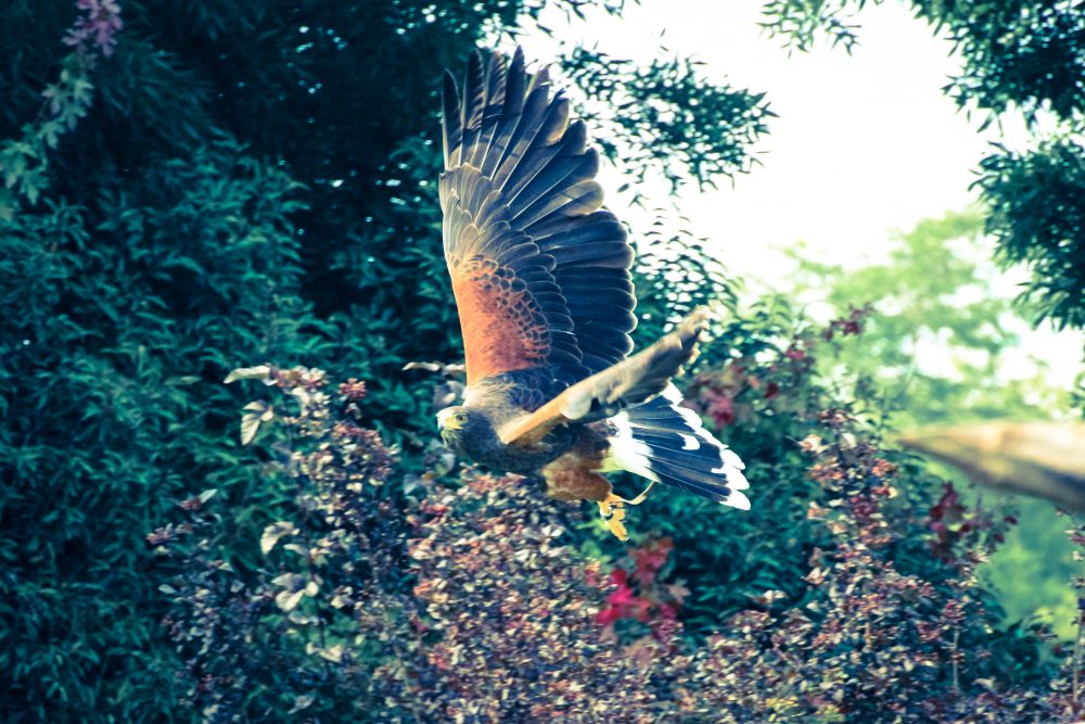 How to photograph a bird in action