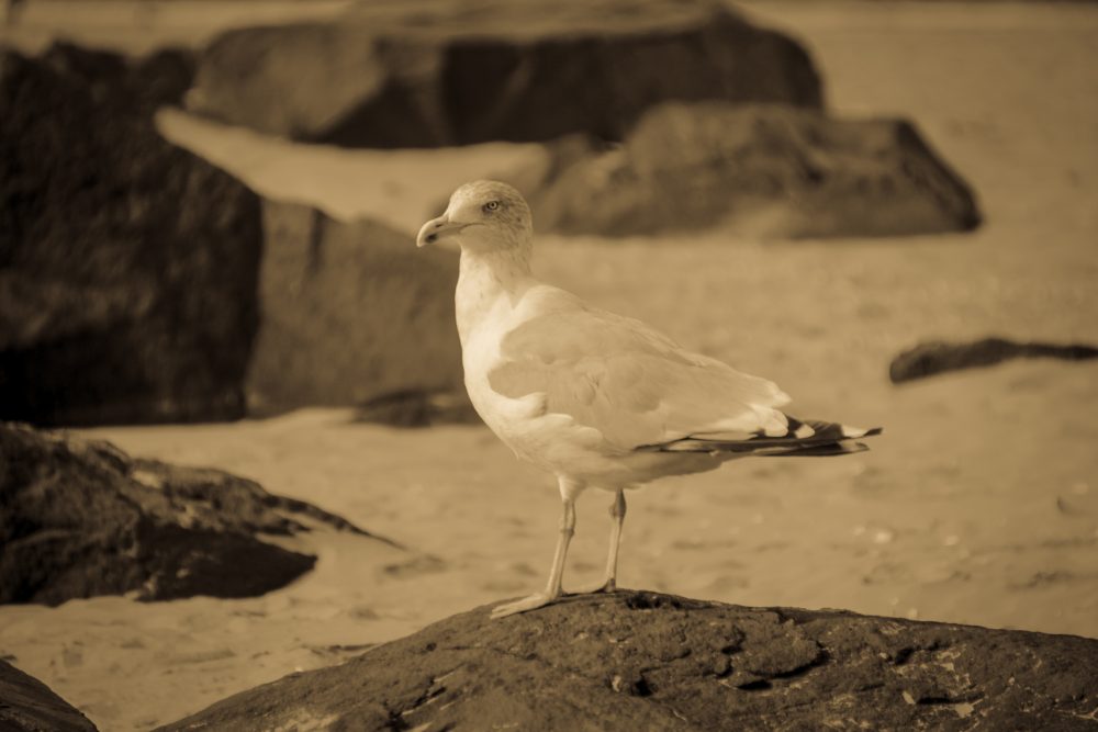 Bird Photography