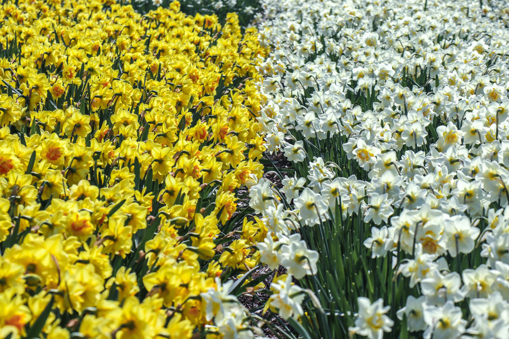 Yellow and white narcissi