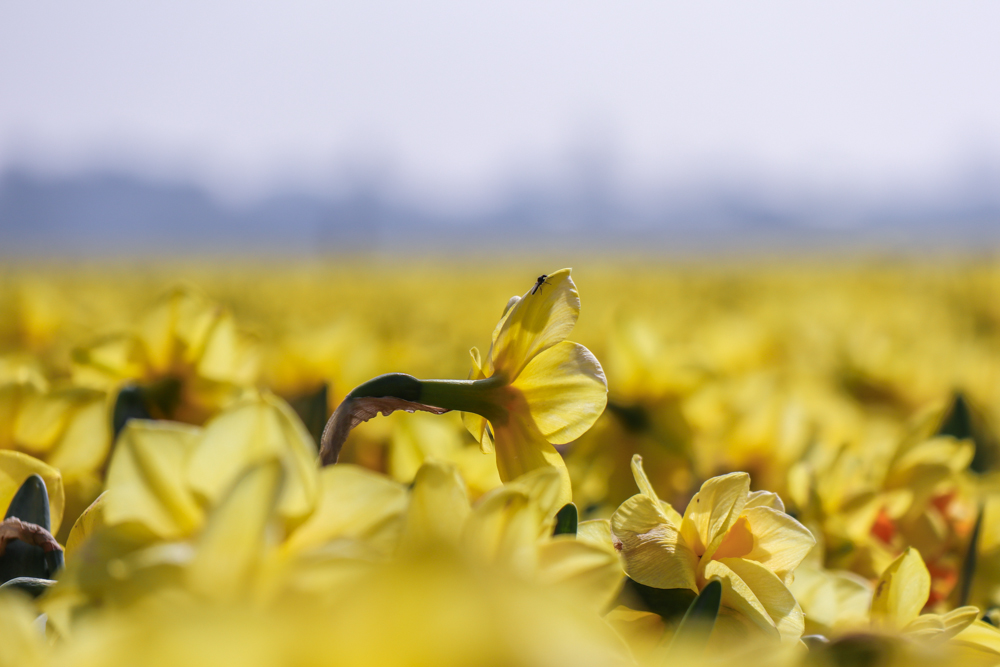Yellow narcissi in a large field