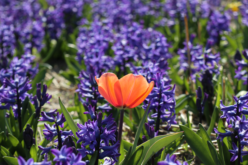 Field of purple Hyacinths with an orange tulip