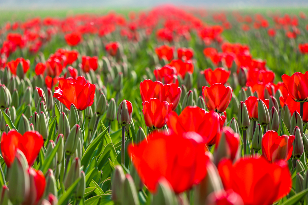 Photography Trip Bollenstreek Netherlands