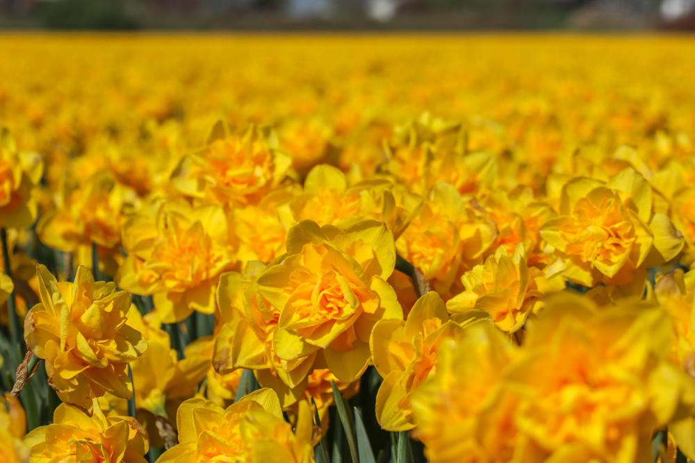 bright yellow narcissi