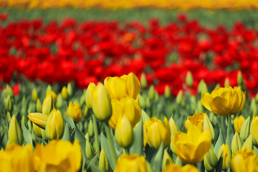 Field of Yellow and Red tulips