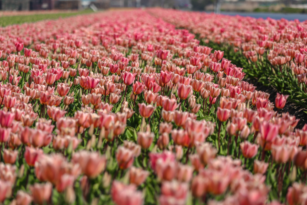 red/white tulips